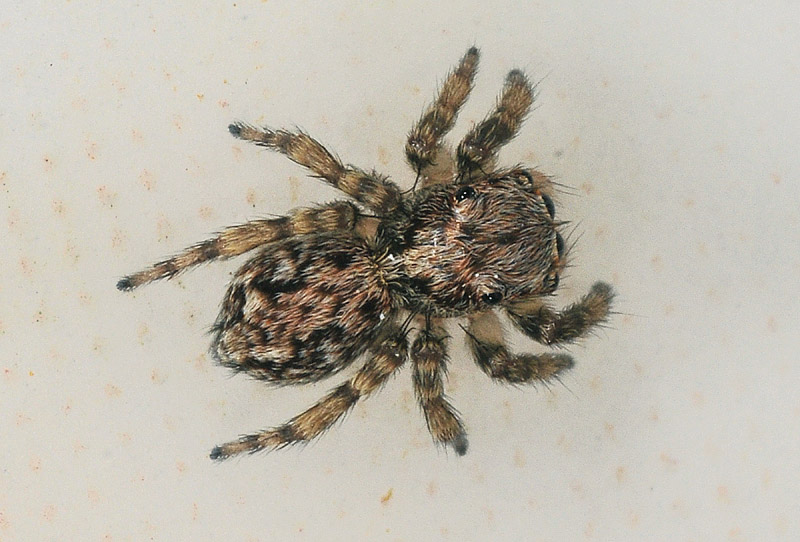 Salticidae